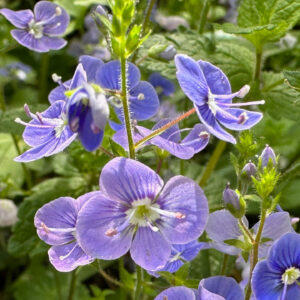 Blüte Persischer Ehrenpreis