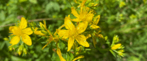 Sonnengelbe Blüte Johanniskraut