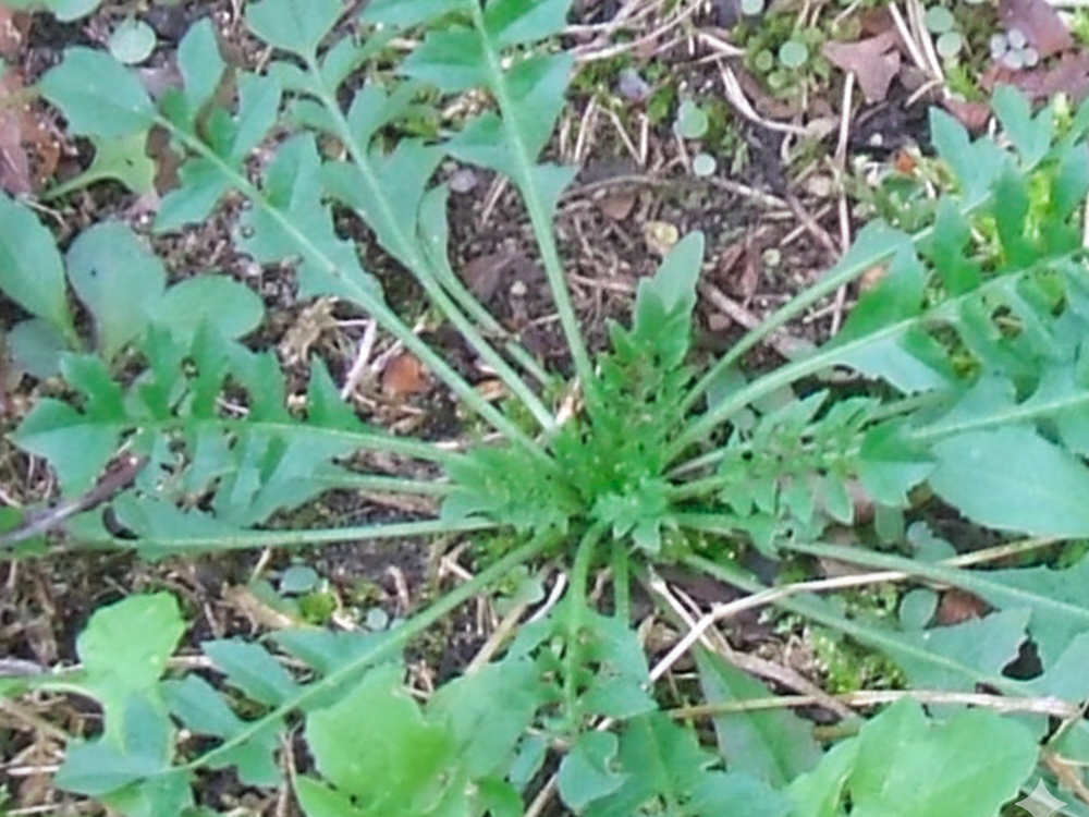 Rosette vom Hirtentäschle