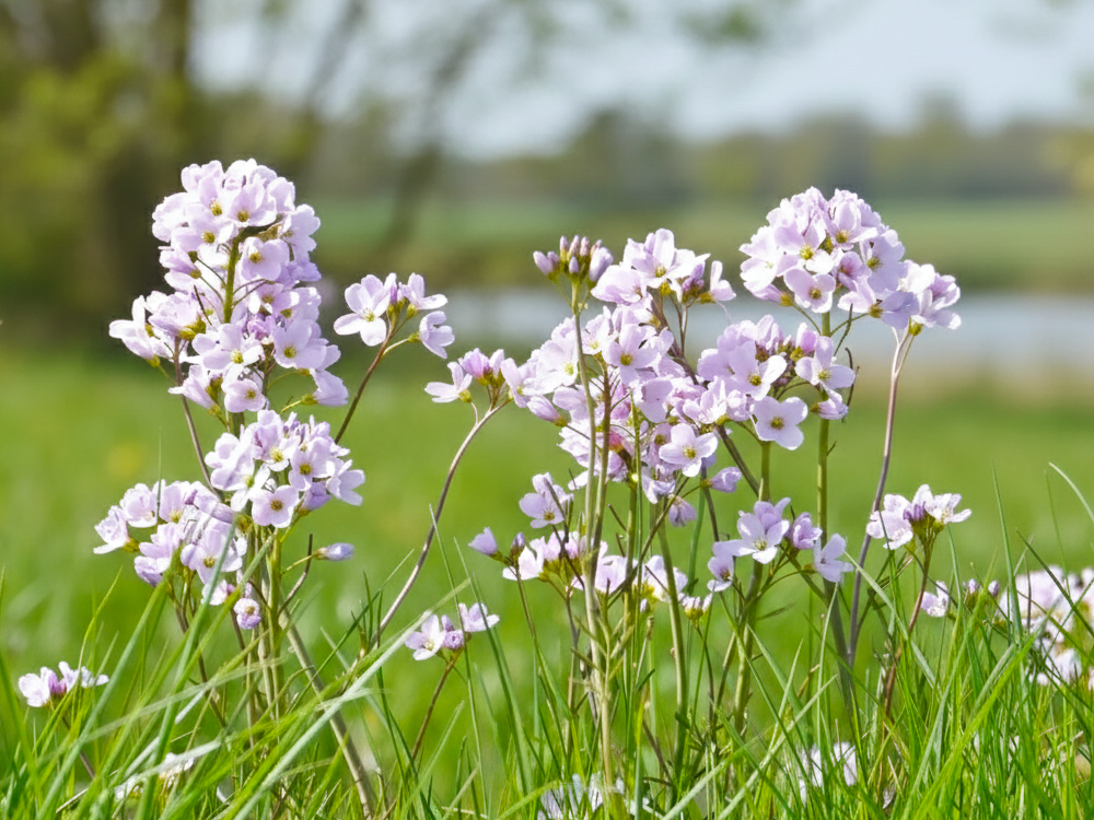 Blühendes Wiesenschaumkraut