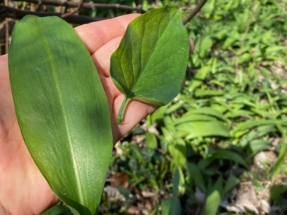 Bärlauch und Aronstab