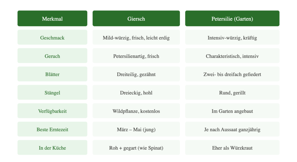 Giersch vs. Petersilie – Vergleich Geschmack, Stängel, Erntezeit und Verwendung in der Küche