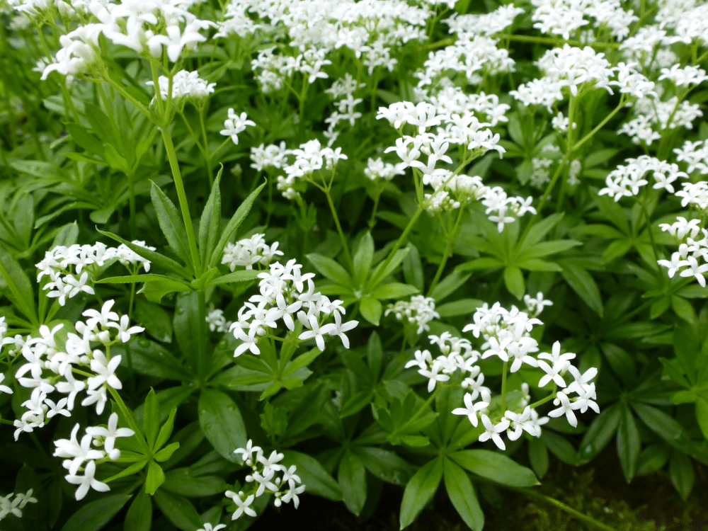 Waldmeister