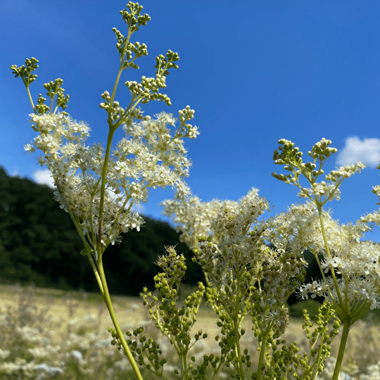 Mädesüß Filipendula ulmaria mit cremeweißen Blütenrispen.