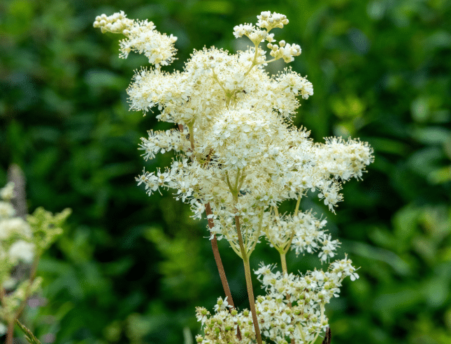 Mädesüß in der vollen Blüte.