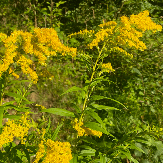 Kanadische Goldrute in voller gelber Blüte.