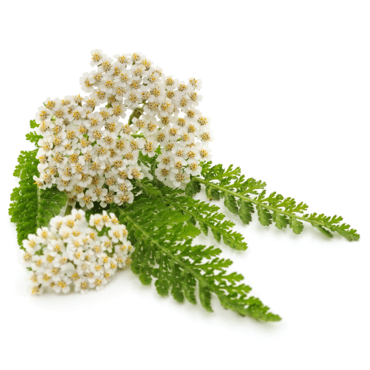 Schafgarbe Blüte und Blatt
